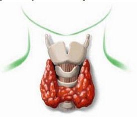 tiroides nutricion